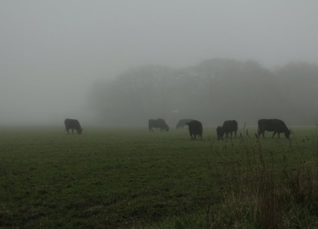angus cattle in the fog